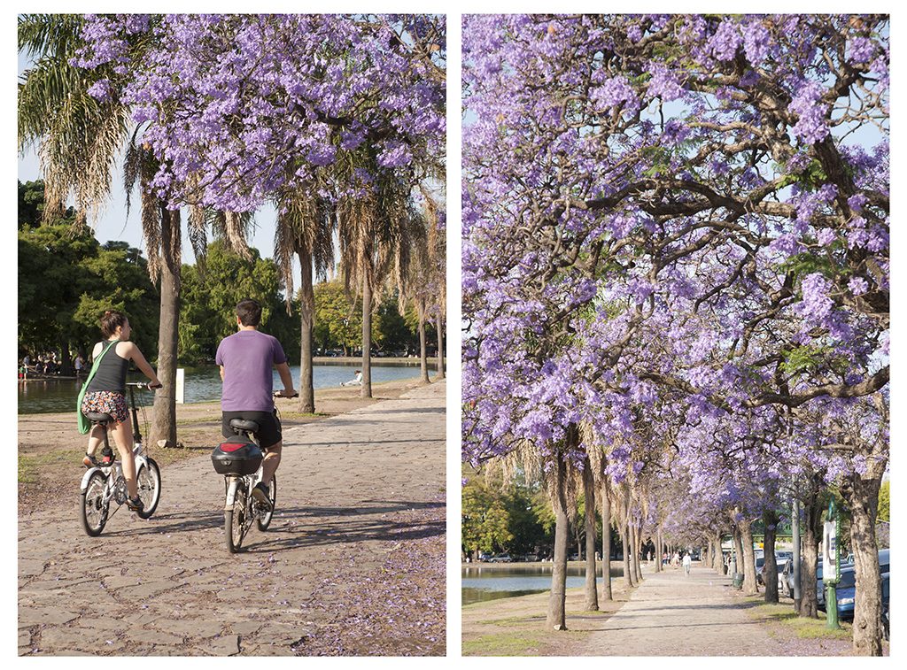 jacaranda en bosques de Palermo