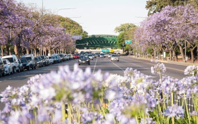 Al este y al oeste: El Jacarandá en Buenos Aires