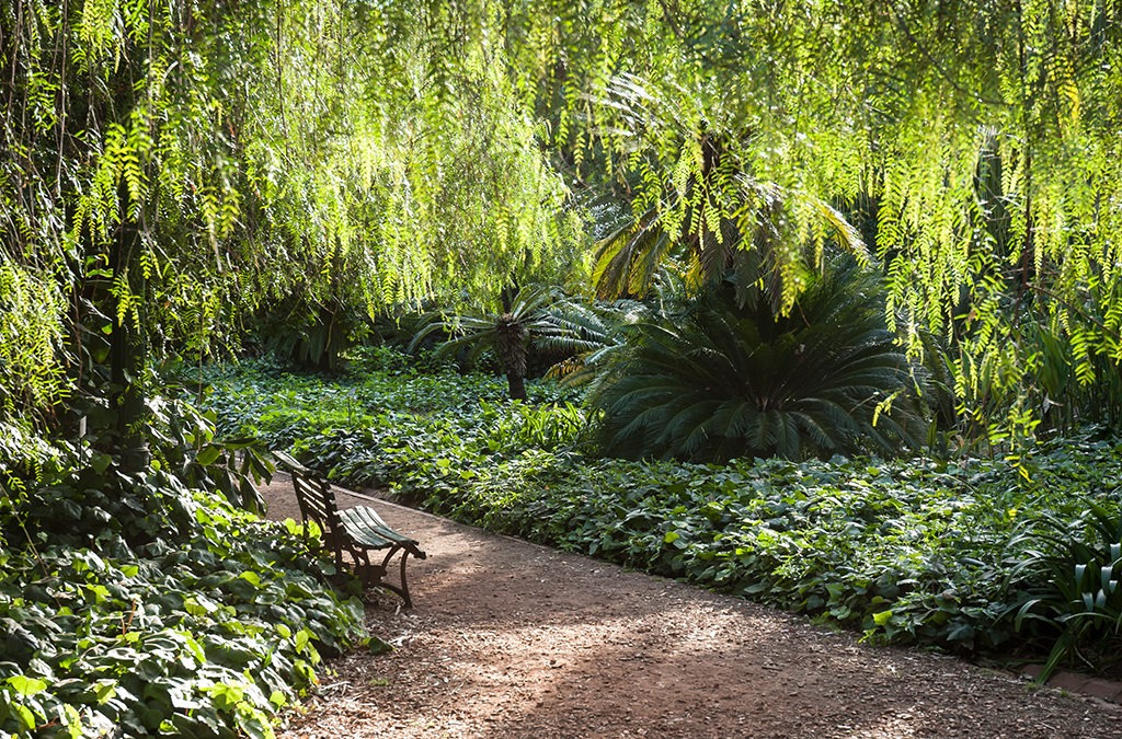 El jardín de las maravillas