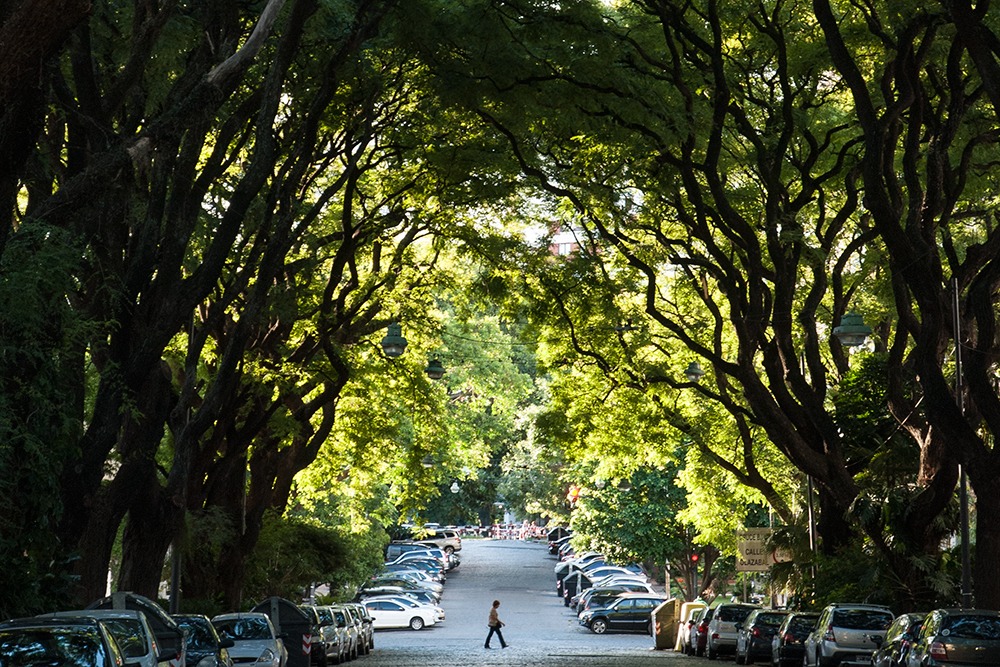 Arboles en Belgrano R