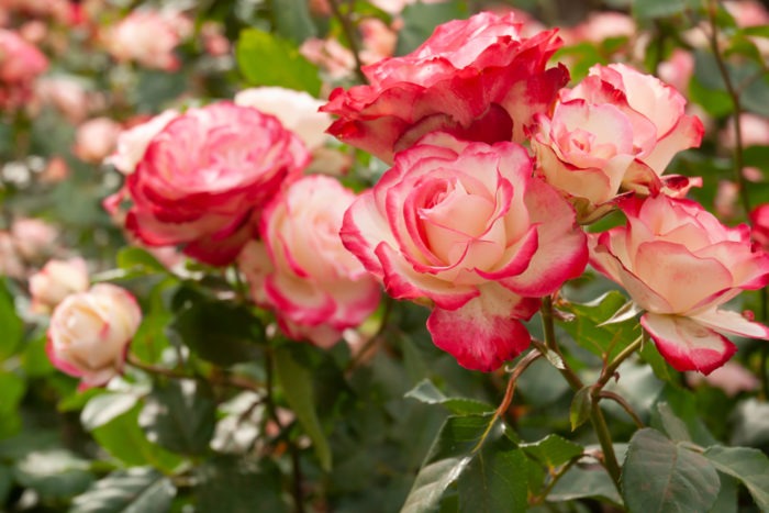 Rosas
