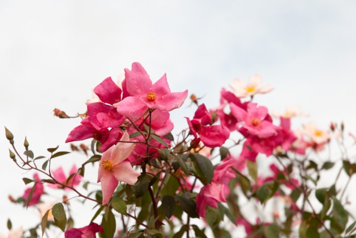 Rosas en el Rosedal