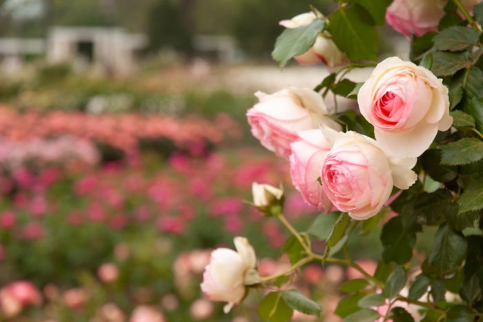 Rosas en el Rosedal de Palermo