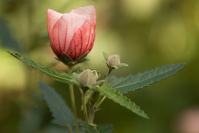 Solnaturi: un refugio de biodiversidad y flora nativa