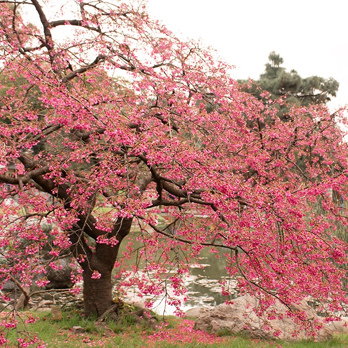 Los cerezos en flor del jardín japonés de Buenos Aires -