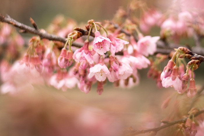 Los cerezos en flor del jardín japonés de Buenos Aires -