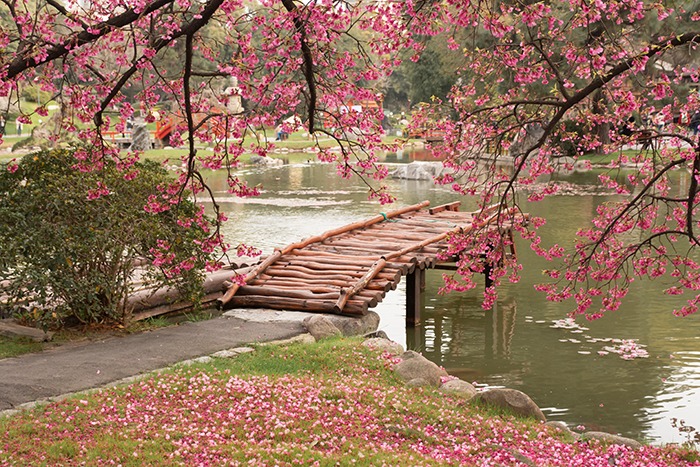 Los cerezos en flor del jardín japonés de Buenos Aires -