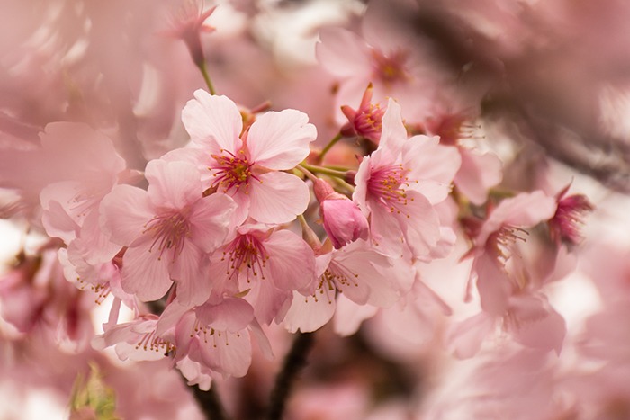 Los Cerezos En Flor Del Jardín Japonés De Buenos Aires