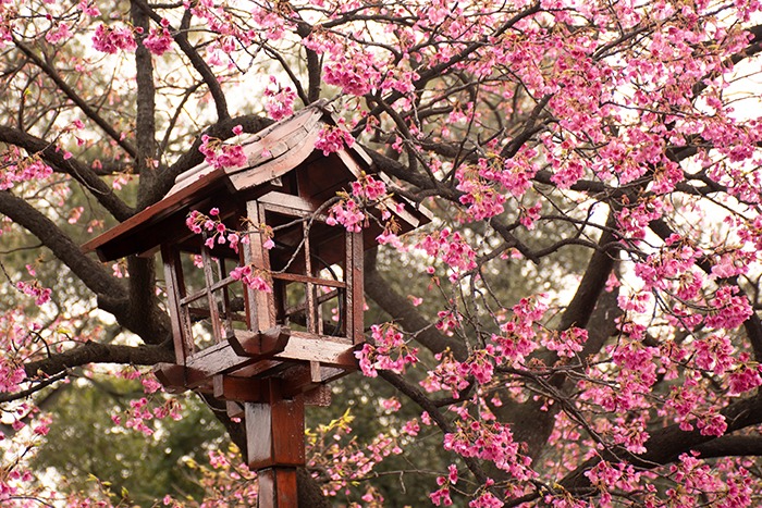 Los cerezos en flor del jardín japonés de Buenos Aires -