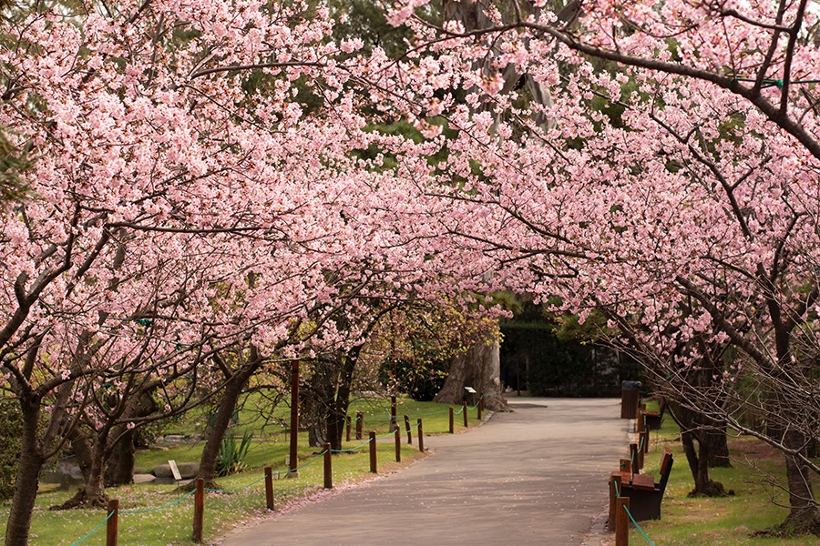 Sendero de los cerezos en el jardín japonés