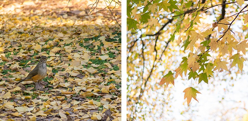 hojas amarillas en otoño 