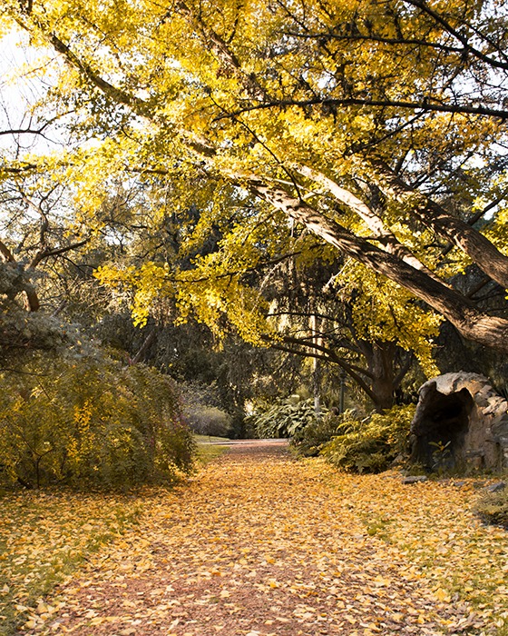 Ginkgo biloba en otoño en el jardín botánico