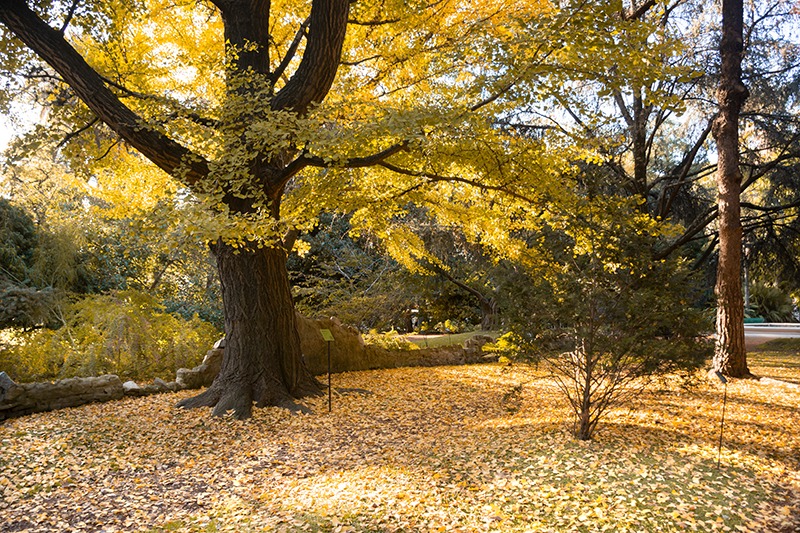 Los colores del otoño en el jardín botánico