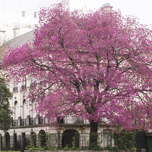 Lapacho rosado