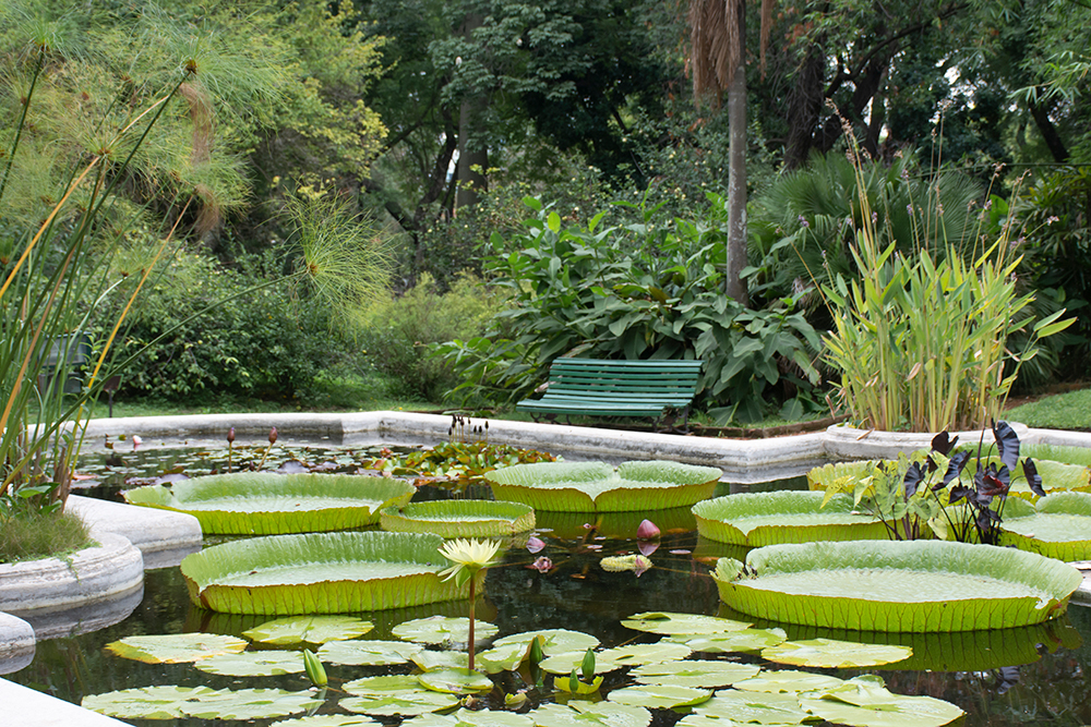 El estanque del Jardín Botánico de Buenos Aires