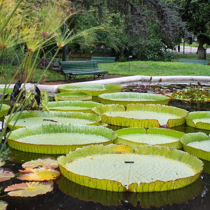 estanque-jardin-botanico-irupe