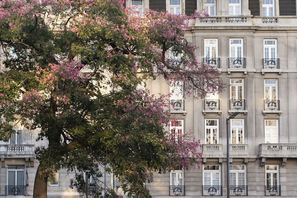 Florecieron los palos borrachos y Buenos Aires se tiñó de rosa