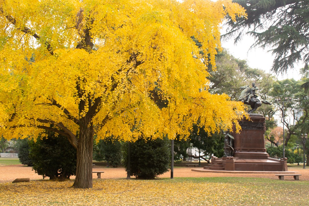 ginkgo-biloba-buenos-aires