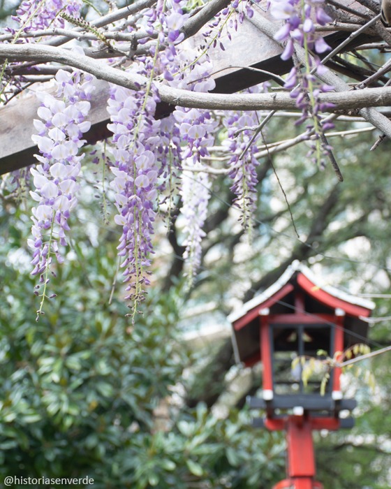 glicinas jardín japonés