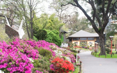 Los colores de la primavera en el Jardín Japonés