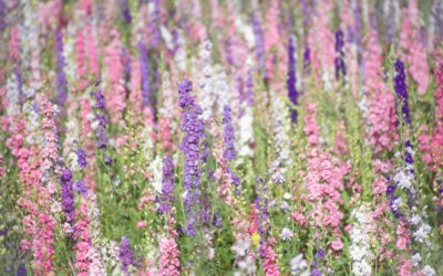 Campo de flores: Un paraíso a minutos del centro de Córdoba