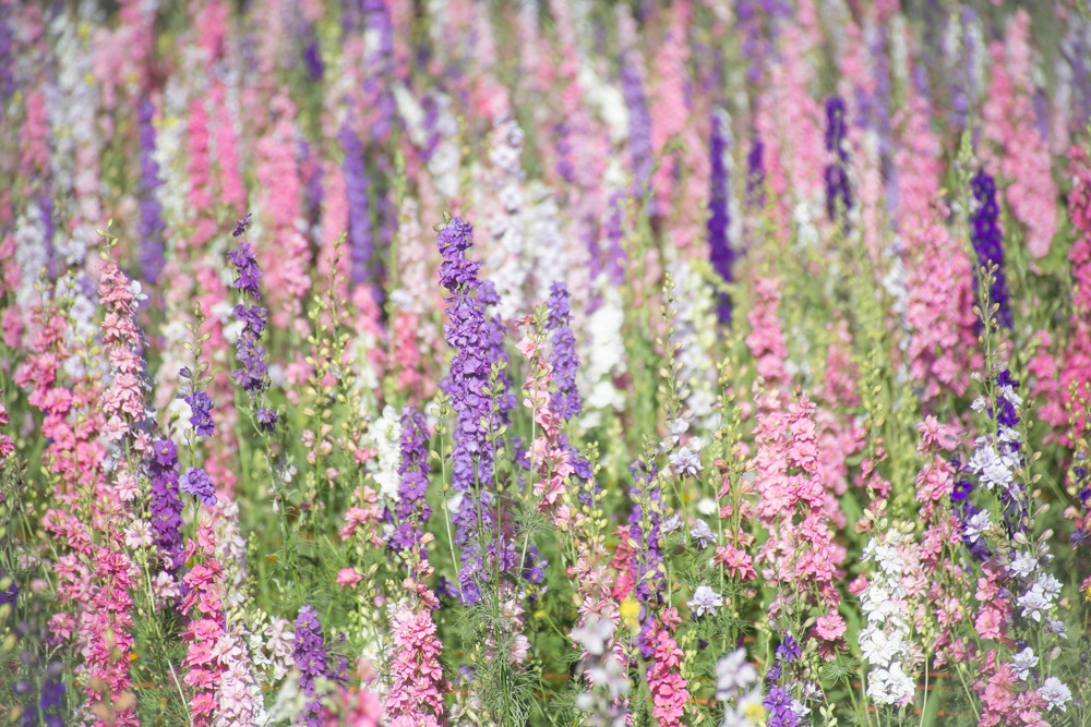 campo de flores cordoba