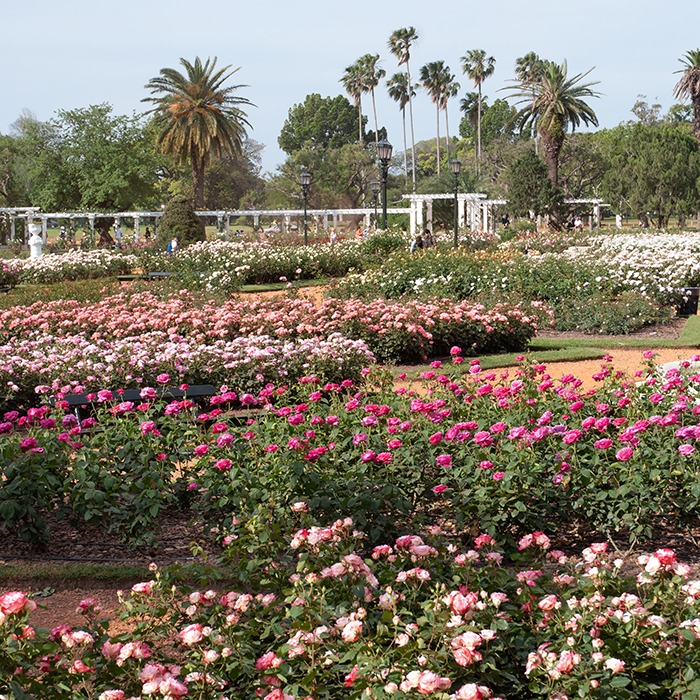 Rosedal de Palermo en Primavera